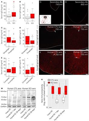 Elevated Autoantibodies in Subacute Human Spinal Cord Injury Are Naturally Occurring Antibodies